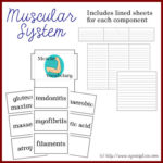 Anatomy Lapbook: Muscular System