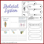 Anatomy Lapbook - Skeletal System