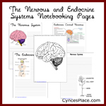 Nervous System Notebooking Pages