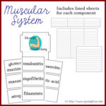 anatomy lapbook – muscular