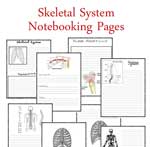 Skeletal System Notebooking Pages