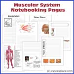 anatomy notebooking – muscular